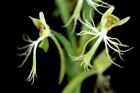 Platanthera lacera 2, Green-fringed Orchid, PWRC, Helen Lowe Metzman 2019-10-23-21.14.04 ZS PMax UDR