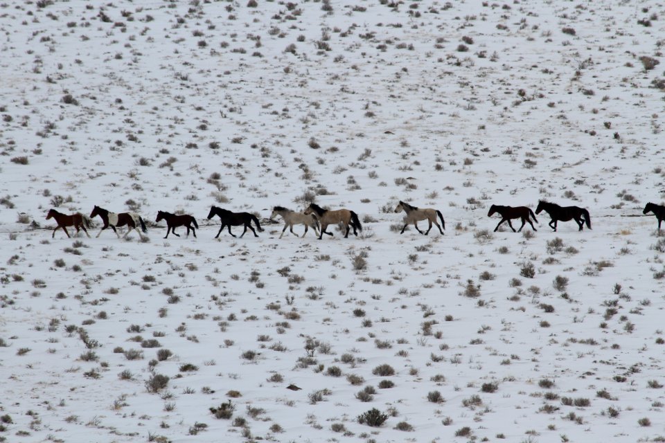 Swasey Wild Horse Gather: Day 1