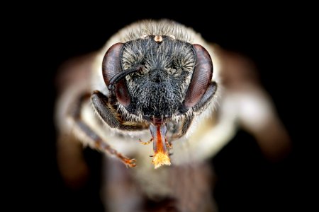 Colletes-thysanellae,-female,-face 2012-04-02-13.14.01-ZS-PMax
