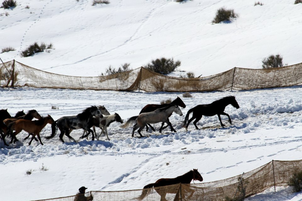 Swasey Wild Horse Gather Day 3: 2/14/13