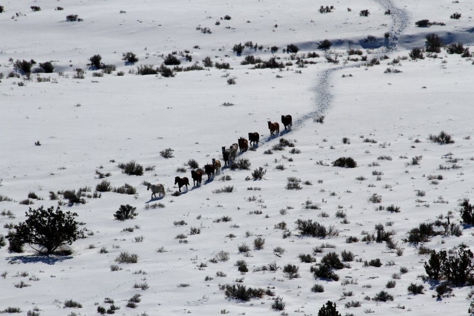 Swasey Wild Horse Gather Day 3: 2/14/13