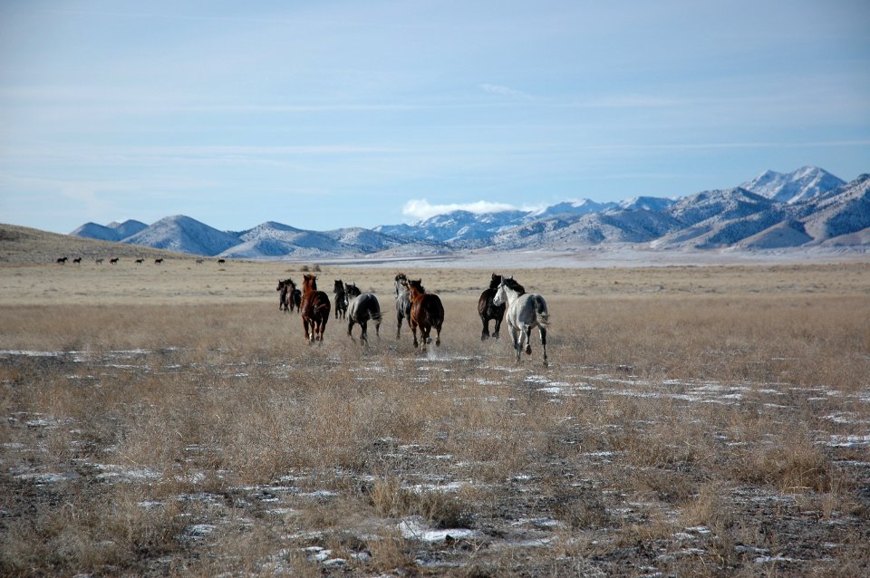 Onaqui Wild Horse Gather 02/20/12