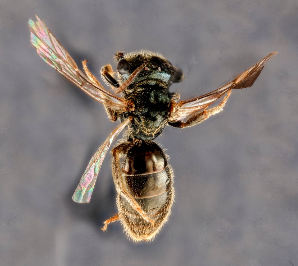 Lasioglossum rozeni, F, back, Frederick County 2012-09-19-11.09.27 ZS PMax