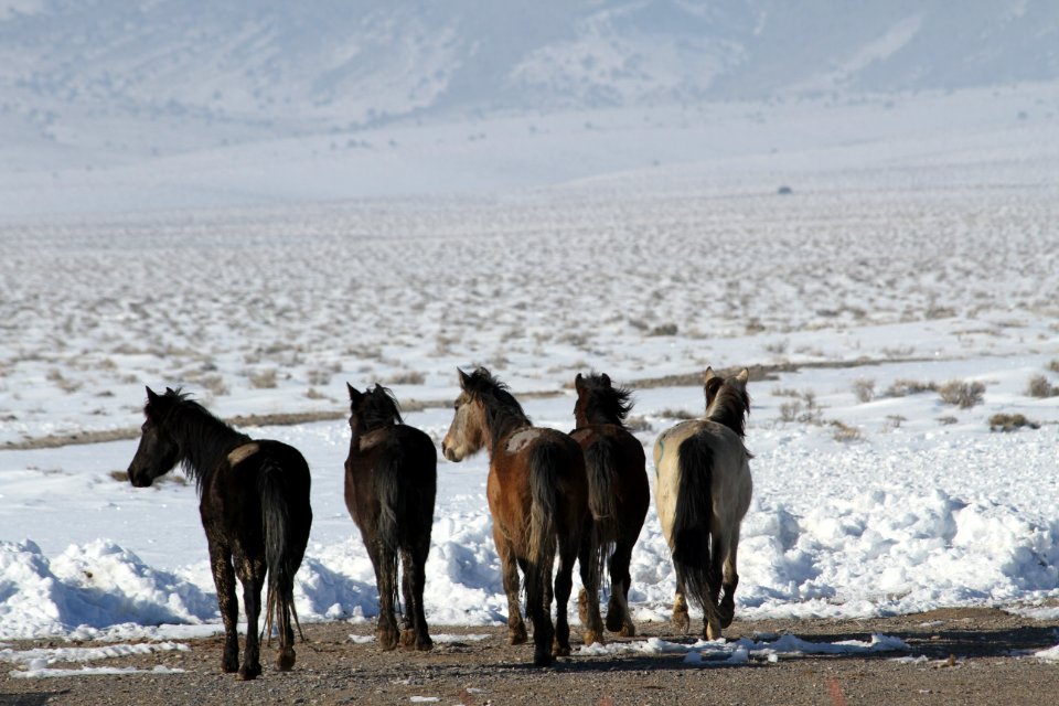 Swasey Wild Horse Gather Day 5: 2/16/13