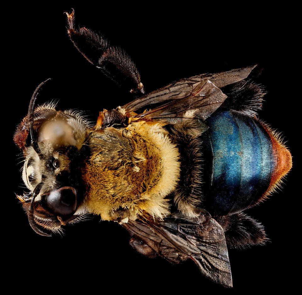 Centris poecila, female, back 2012-06-29-15.30.17 ZS PMax photo