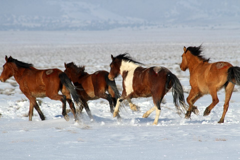 Swasey Wild Horse Gather Day 5: 2/16/13