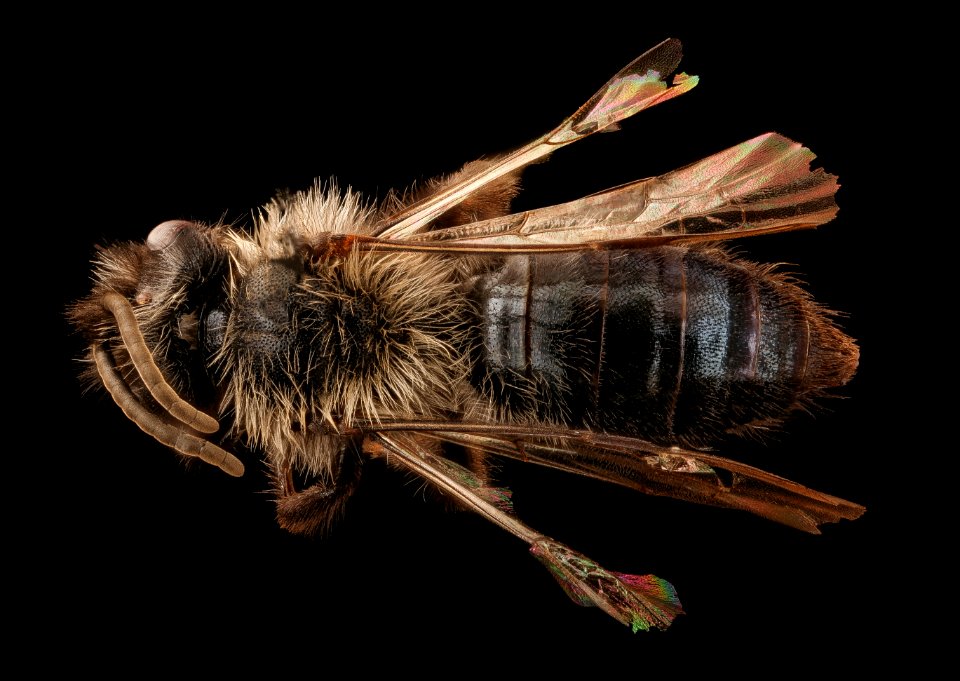 Andrena vanduzeei, m, back, Mariposa, CA 2017-06-16-14.09