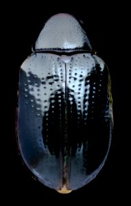 tiny beetle 1 jade 10.20.2020 2020-10-21-20.21.01 ZS PMax UDR photo