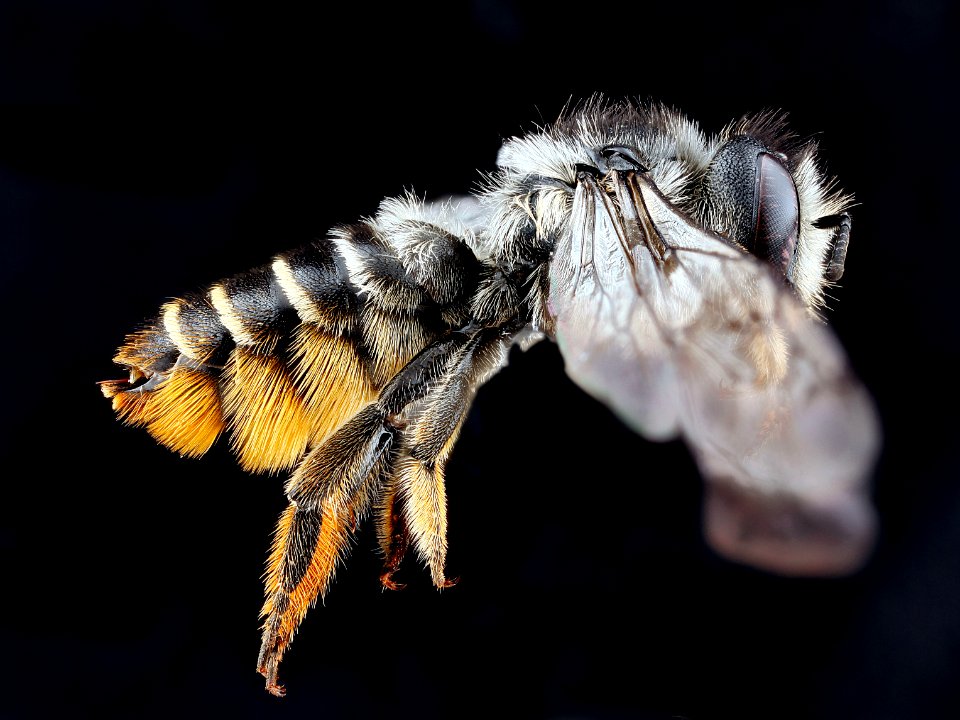 Megachile-relativa,-female,-side 2012-06-08-14.31.21-ZS-PMax photo