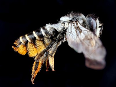 Megachile-relativa,-female,-side 2012-06-08-14.31.21-ZS-PMax