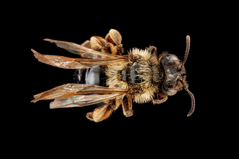 Andrena merriami, female, back2 2012-08-08-16.36.40 ZS PMax