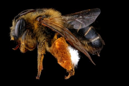 Melitta eickworti, female, side photo