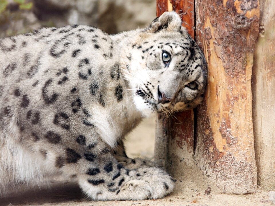 Looking staring feline