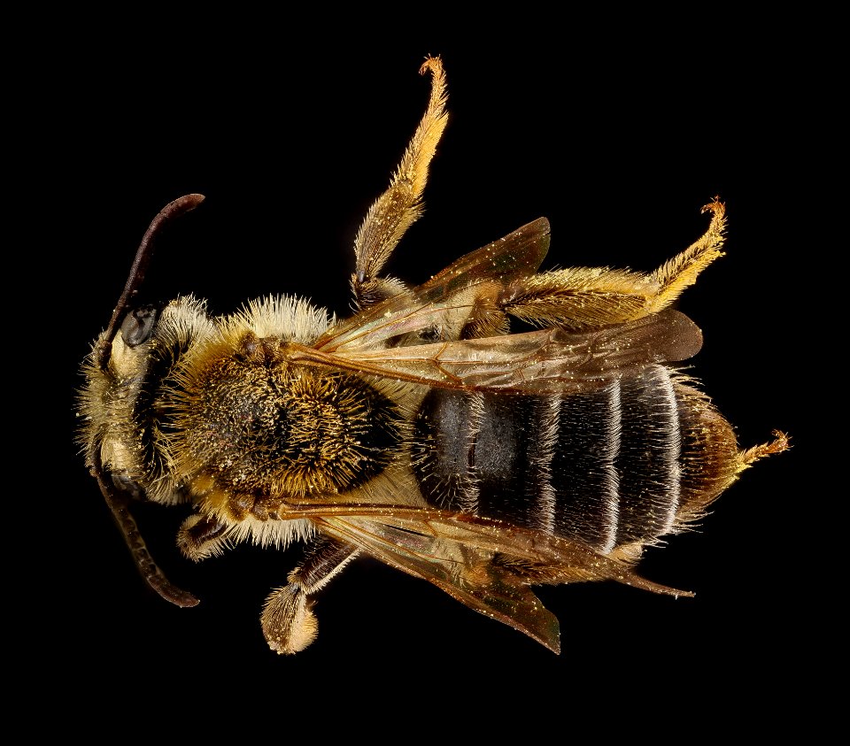 Andrena banksi, female, back 2012-08-06-16.25.43 ZS PMax