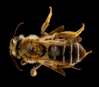 Andrena banksi, female, back 2012-08-06-16.25.43 ZS PMax photo