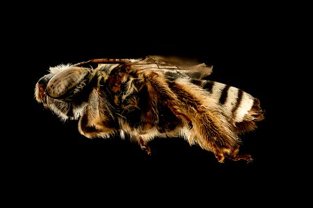 Svastra duplocineta,f,side,Pima Co, AZ 2016-10-20-18.01