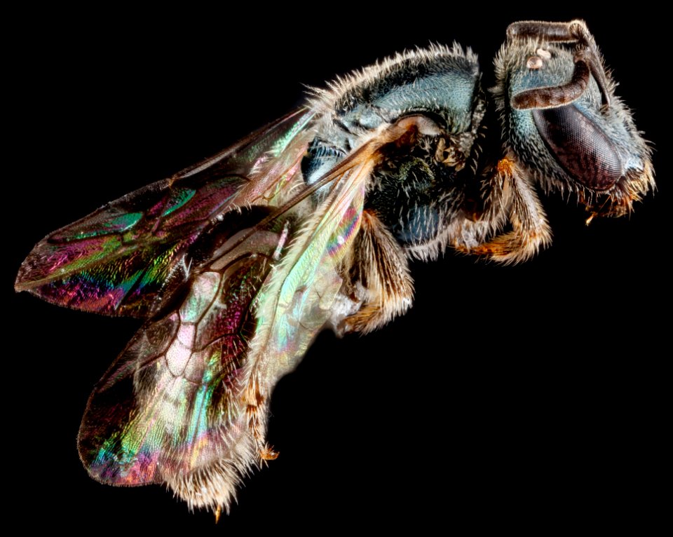 Lasioglossum mestrei, female, side 2012-06-27-17.46.24 ZS PMax