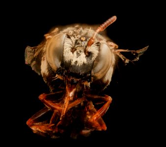 Isepeolus viperinus, face, m, Buenos Aires 2017-09-22-16.20