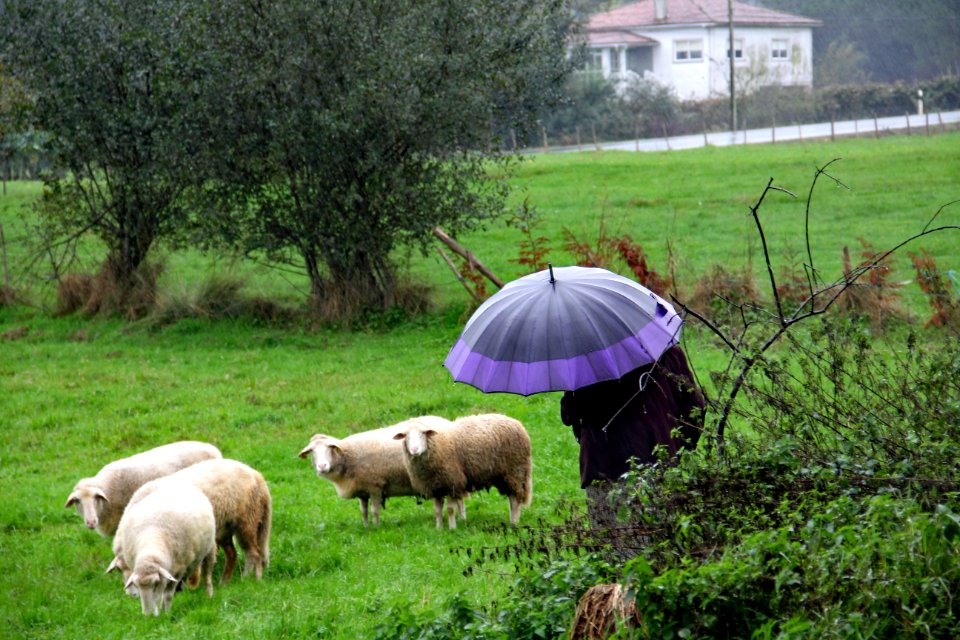 Sheep in a Shower photo