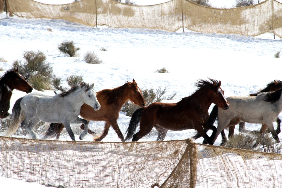 Swasey Wild Horse Gather Day 3: 2/14/13