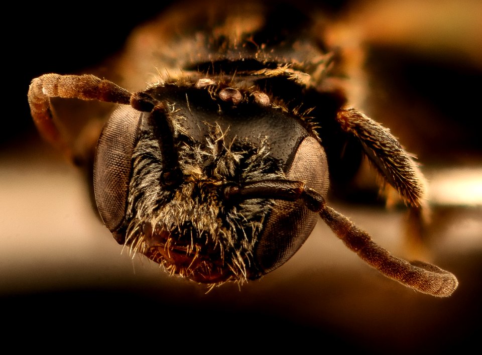 Chile species 17, f, face, Near Eric Hempsteads, Chile 2018-07-13-19.52
