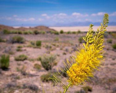 Donner Reed Pass Blooms