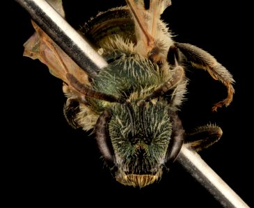 Lasioglossum abundipunctum, F, Face, WY, Lincoln County 2014-06-06-12.25