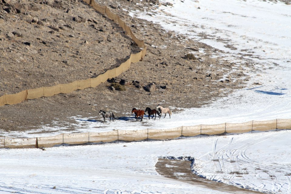 Swasey Wild Horse Gather Day 2: 2/13/13