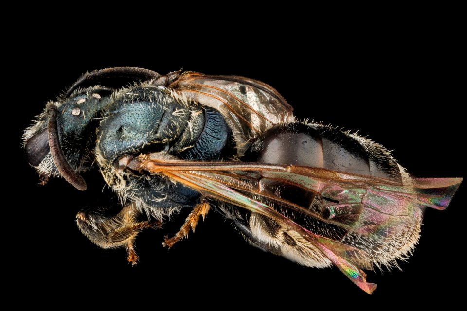 Lasioglossum laevissimum, F, back, Montana 2012-10-16-15.44.34 ZS PMax