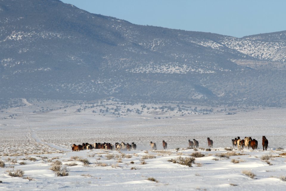 Swasey Wild Horse Gather Day 5: 2/16/13