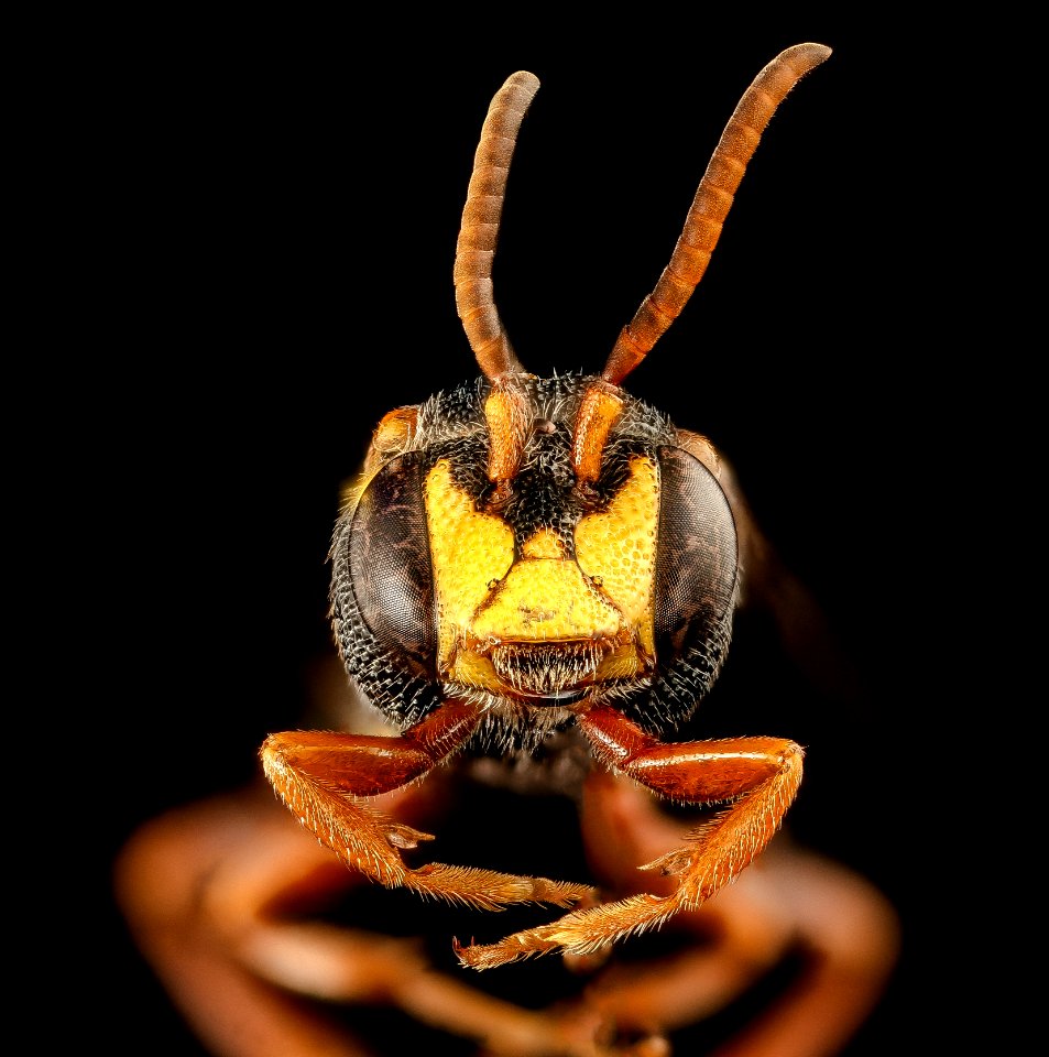 Nomada fervida, face, m, Barnwell Co, SC 2017-09-28-18.40