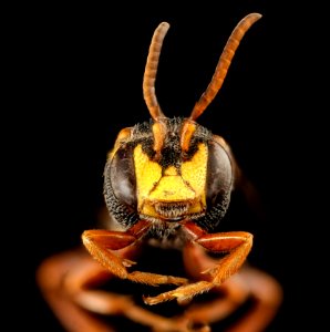 Nomada fervida, face, m, Barnwell Co, SC 2017-09-28-18.40