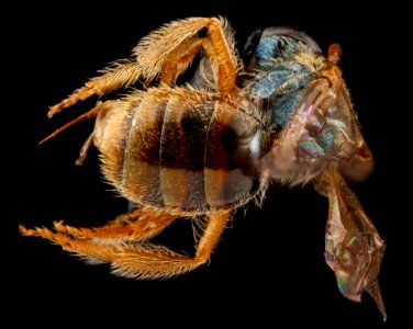 Lasioglossum tarponense, F, Back2, Nacodoches County, Texas 2012-10-18-14.39.07 ZS PMax