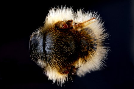 Andrena-vicina,-male,-pronotal-collar,-dorsal 2012-07-19-16.57.30-ZS-PMax