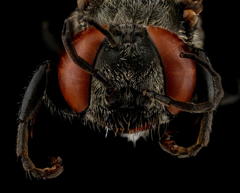 Tachyspex alayoi, Female, Face, Guantanamo Bay, Cuba 2012-11-01-18.07.28 ZS PMax