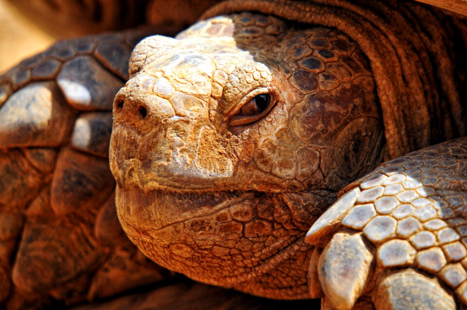 Tortie carapace eye