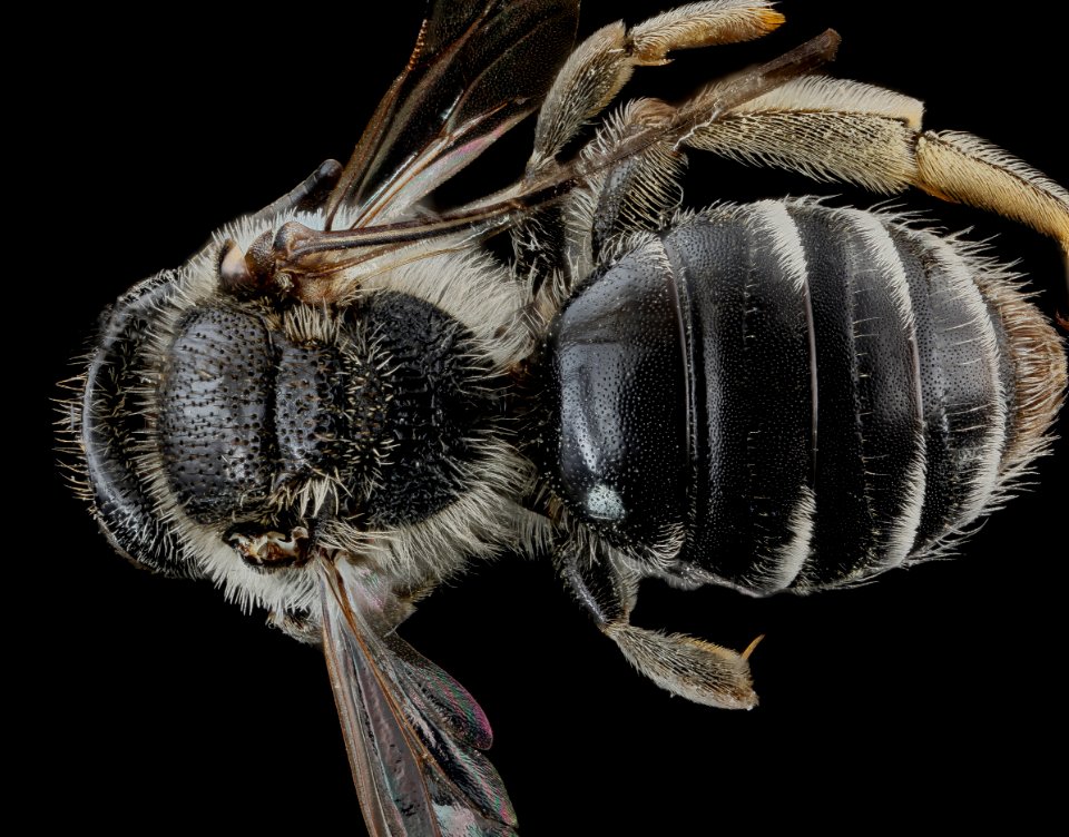 Andrena miranda, female, back 2012-10-26-15.41.26 ZS PMax
