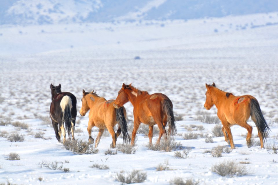 Swasey Wild Horse Gather Day 5: 2/16/13