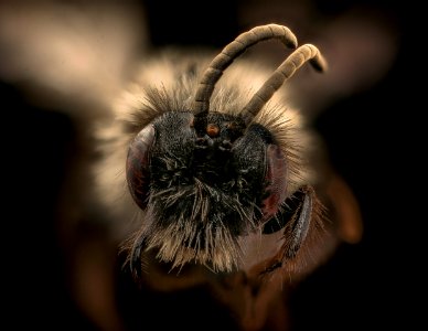 Andrena vanduzeei, m, face, Mariposa, CA 2017-06-16-14.14