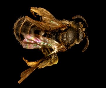 Lasioglossum boreale, F, Back, NH, Coos County 2015-10-06-10.04.16 ZS PMax UDR