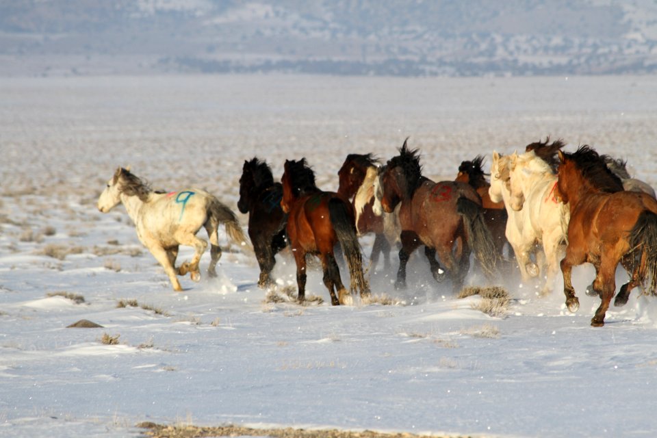 Swasey Wild Horse Gather Day 5: 2/16/13