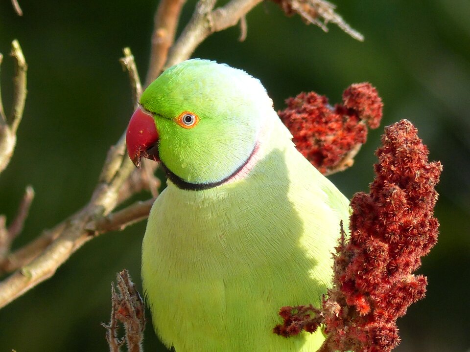 Rhus green necked parakeet
