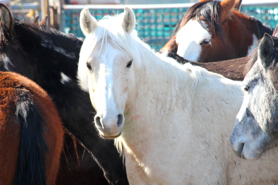 Swasey Wild Horse Gather Day 2: 2/13/13