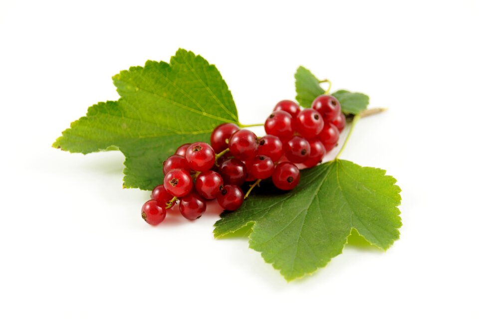 Berries food nature