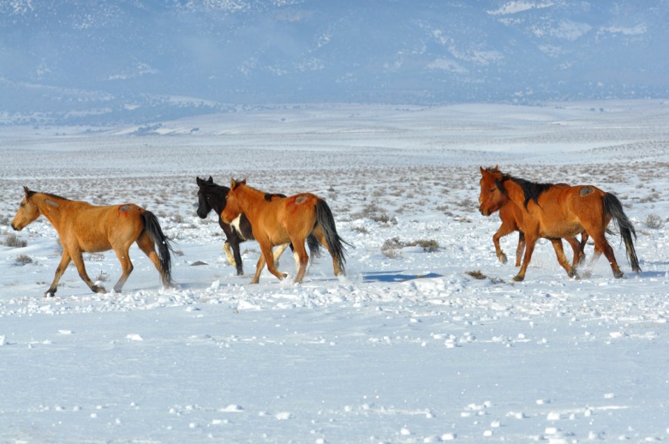 Swasey Wild Horse Gather Day 5: 2/16/13