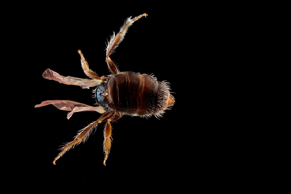Perdita phymatae, female, abdomen 2012-08-01-16.17.19 ZS PMax