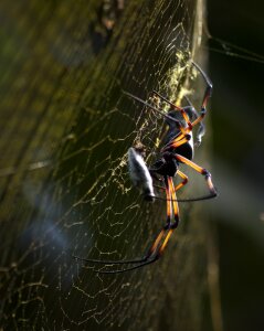 Web close up insect