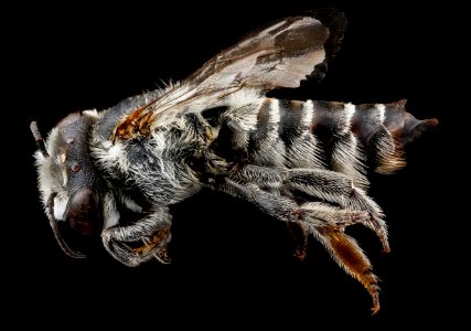 Megachile concinna, F, L. side, Dominican Republic 2012-10-16-16.20.15 ZS PMax photo