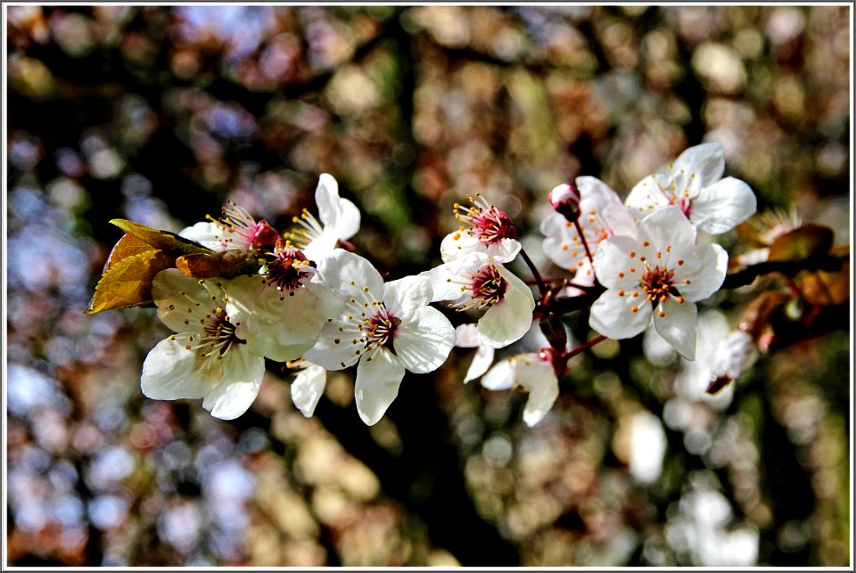 COLORES DE PRIMAVERA