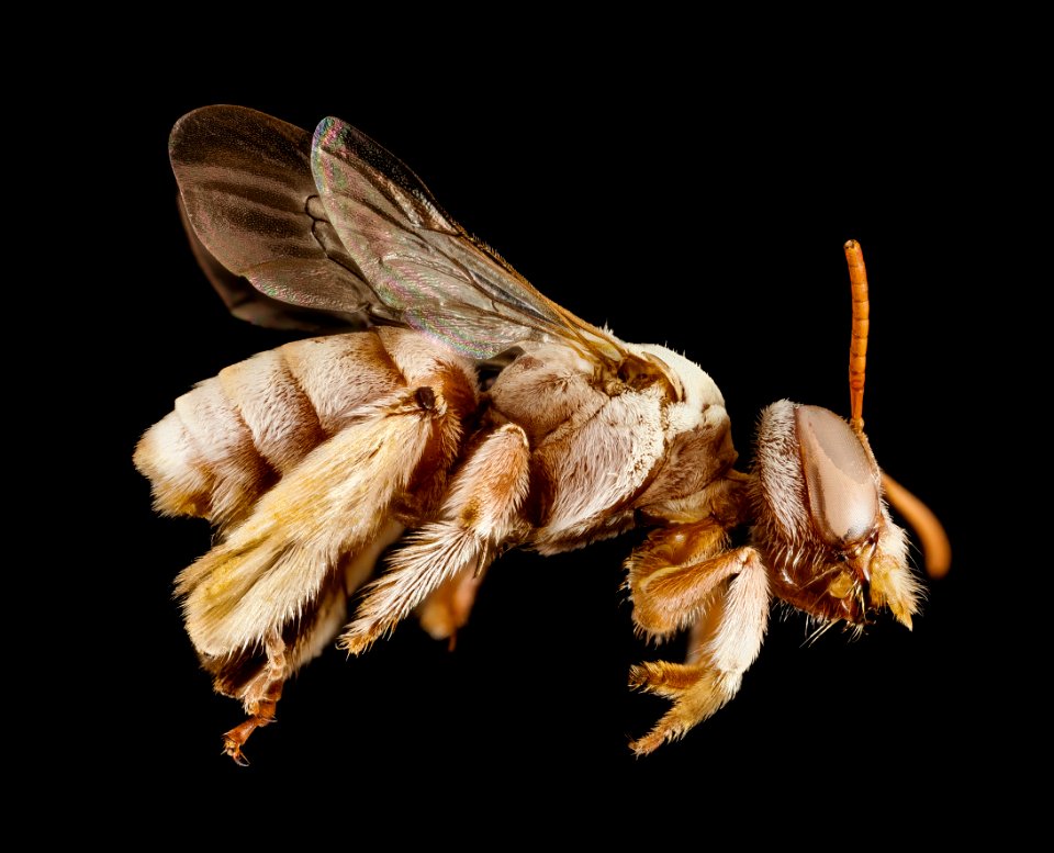 Tarsalia persica, f, iran, side 2014-08-14-14.27.03 ZS PMax